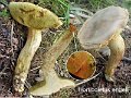 Hortiboletus engelii-amf294